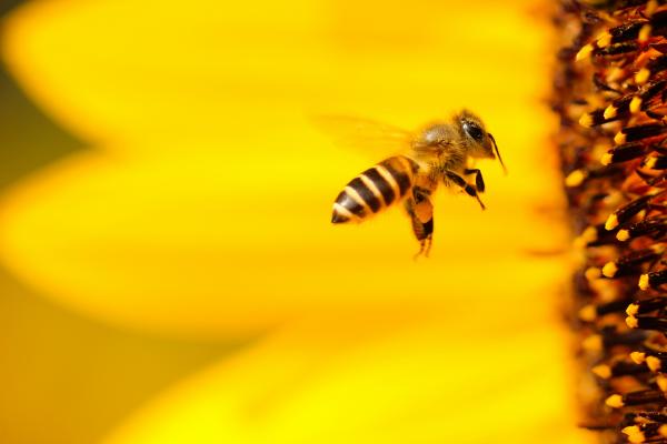 Bee buzzing by flower
