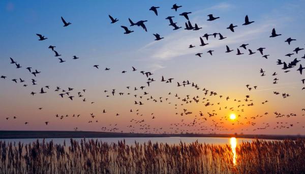 Image for event: Bird Migration: Ohio Birds