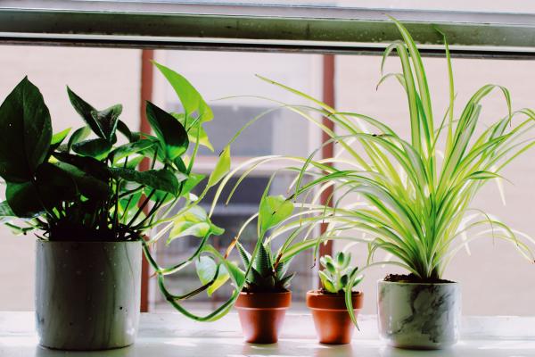 Image for event: House Plant Adoption Drive