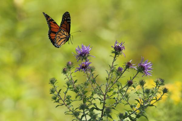 Image for event: The Importance of Butterflies